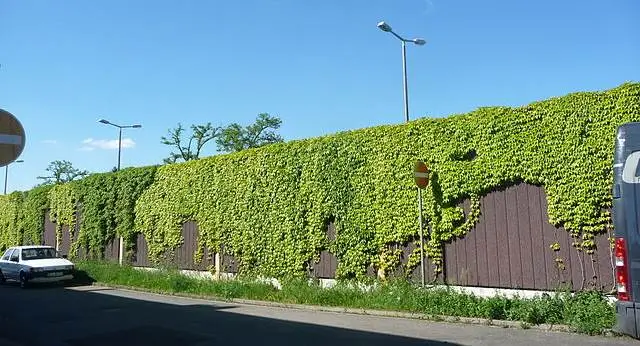 Mannheimer Gartenstadt